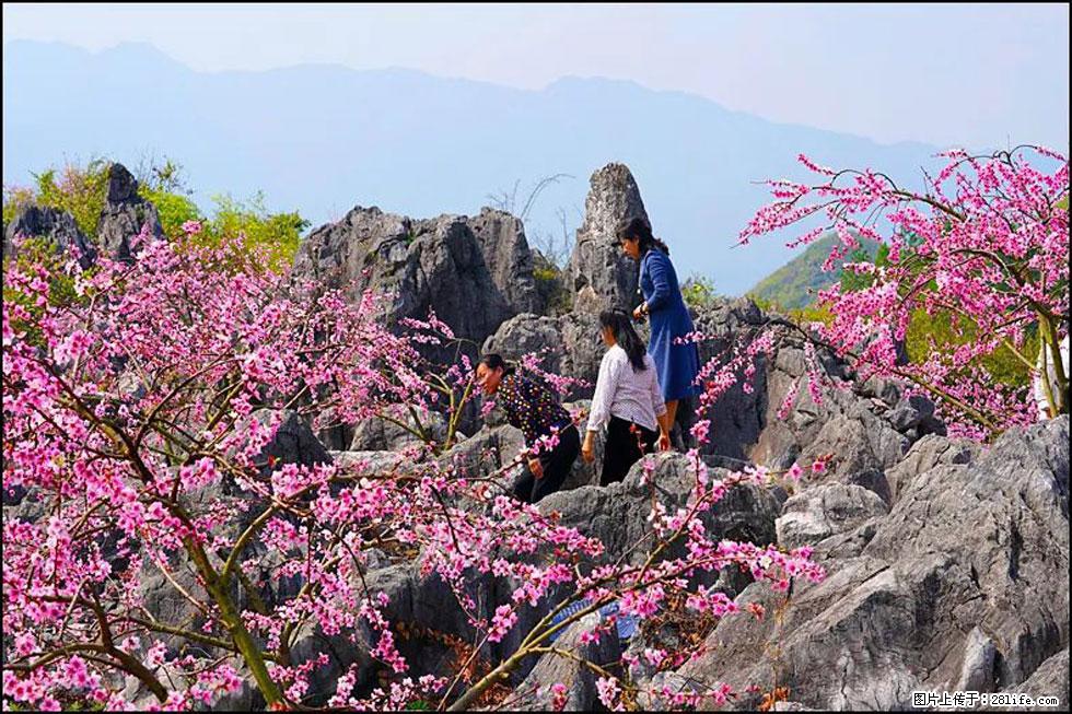 【春天,广西桂林灌阳县向您发出邀请!】望月岭上桃花开 - 游山玩水 - 喀什生活社区 - 喀什28生活网 ks.28life.com