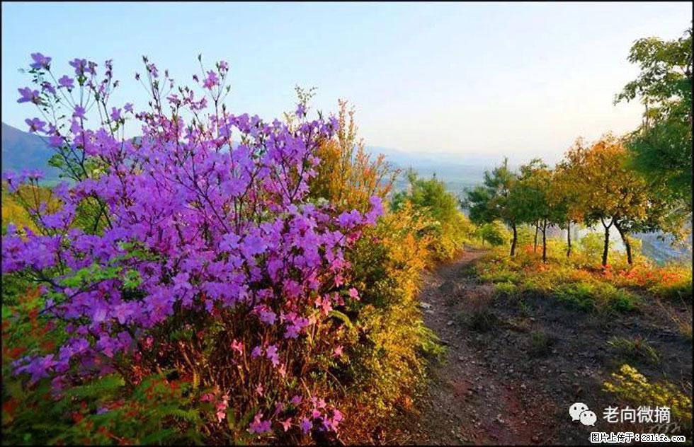 【春天，广西桂林灌阳县向您发出邀请！】登麒麟山，相约映山红 - 游山玩水 - 喀什生活社区 - 喀什28生活网 ks.28life.com