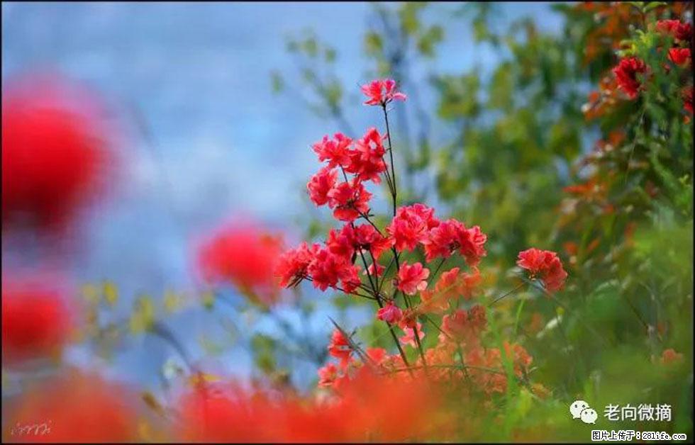 【春天，广西桂林灌阳县向您发出邀请！】登麒麟山，相约映山红 - 游山玩水 - 喀什生活社区 - 喀什28生活网 ks.28life.com