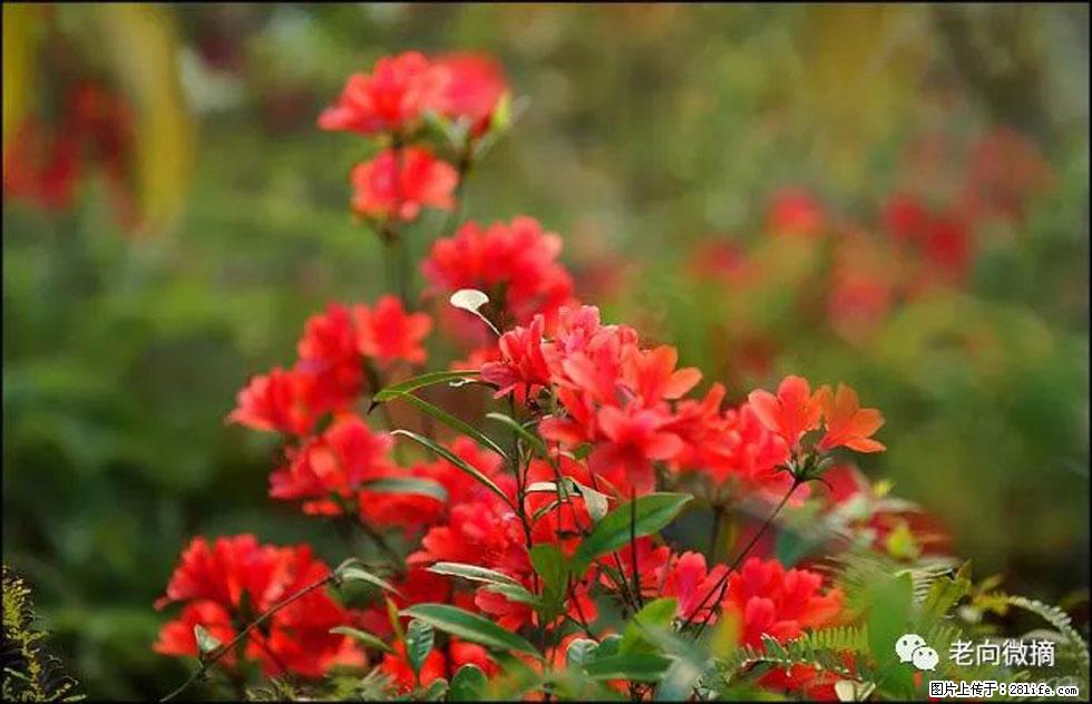 【春天，广西桂林灌阳县向您发出邀请！】登麒麟山，相约映山红 - 游山玩水 - 喀什生活社区 - 喀什28生活网 ks.28life.com