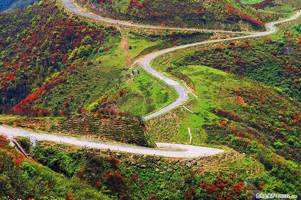 【春天，广西桂林灌阳县向您发出邀请！】春木界上映山红 - 游山玩水 - 喀什生活社区 - 喀什28生活网 ks.28life.com