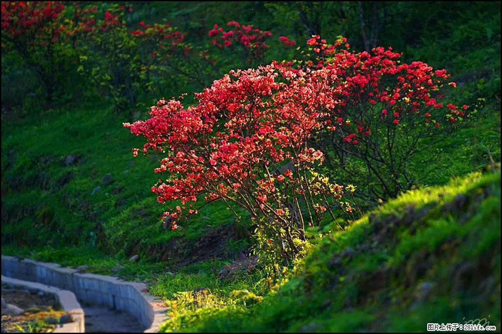 【春天，广西桂林灌阳县向您发出邀请！】春木界上映山红 - 游山玩水 - 喀什生活社区 - 喀什28生活网 ks.28life.com