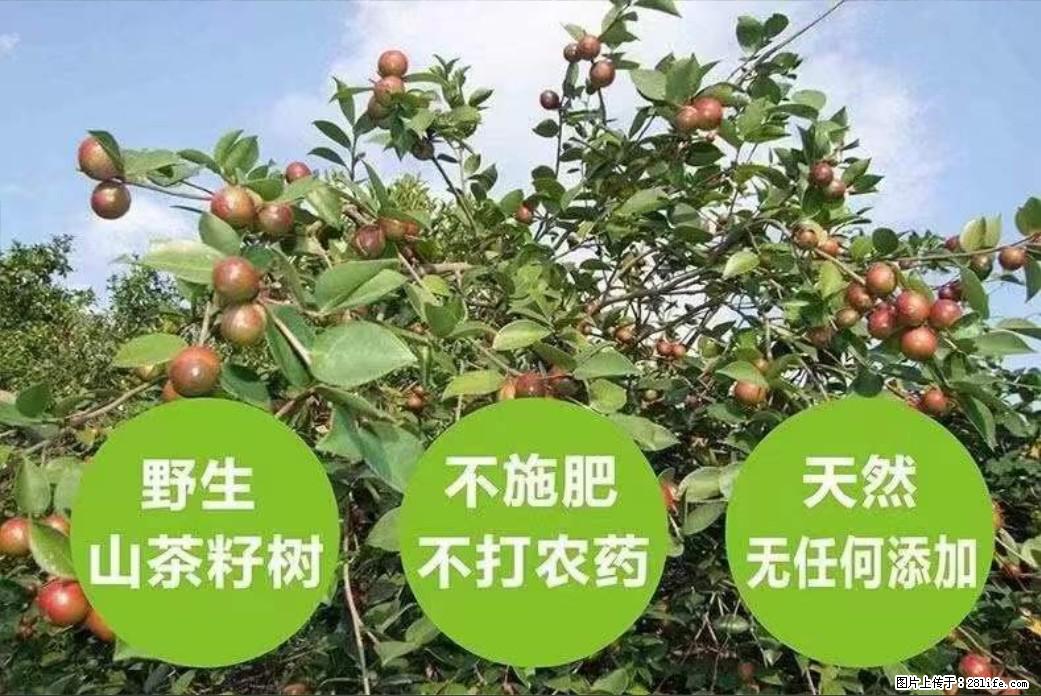 【灌阳县油茶产业示范区】一个有着充实的精神生活的人,对待身外之物自会有一种淡泊的态度 - 美食天地 - 喀什生活社区 - 喀什28生活网 ks.28life.com