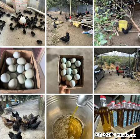 油茶园从小鸡仔开始养起的纯土鸡、土鸡蛋可以预定啦!还有前几天刚榨的纯山茶油哦 - 美食天地 - 喀什生活社区 - 喀什28生活网 ks.28life.com