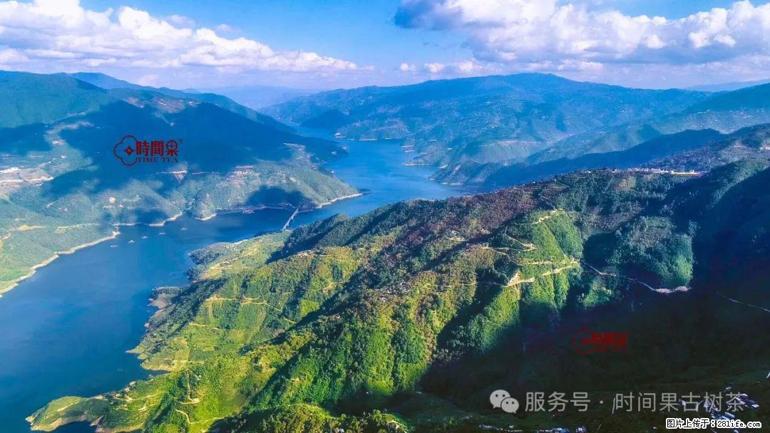 时间果百年古树龙珠普洱生茶 - 购物交流 - 喀什生活社区 - 喀什28生活网 ks.28life.com