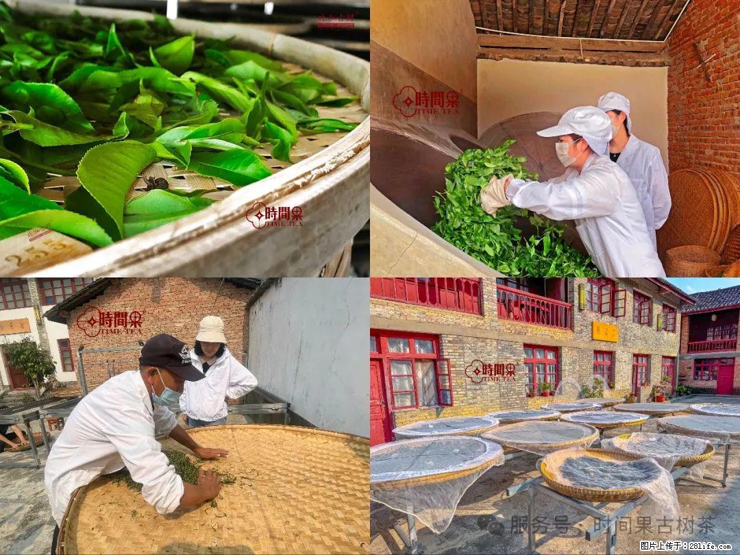 时间果百年古树龙珠普洱生茶 - 购物交流 - 喀什生活社区 - 喀什28生活网 ks.28life.com