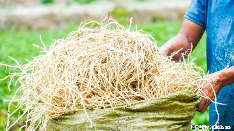 堪称“最难吃”的蔬菜,却是 “抗辐射神器”,还能护肺、清热、止咳化痰! - 喀什生活资讯 - 喀什28生活网 ks.28life.com