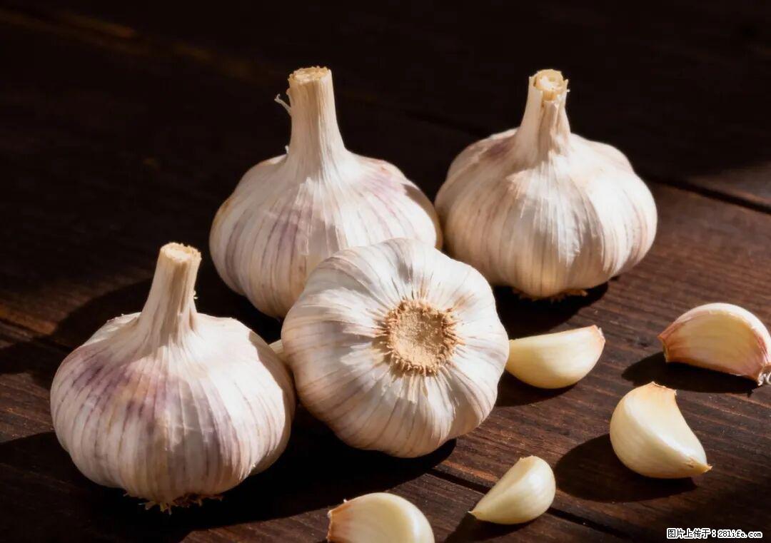 关于大蒜,除了“天然抗生素”,这4个谣言更该警惕! - 喀什生活资讯 - 喀什28生活网 ks.28life.com