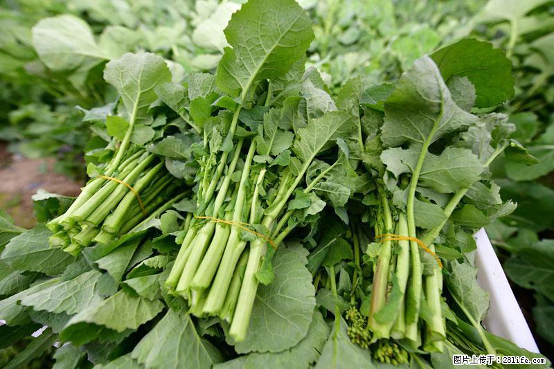 这些蔬菜是“天然钙片”，这6种被医生重点推荐 - 喀什生活资讯 - 喀什28生活网 ks.28life.com